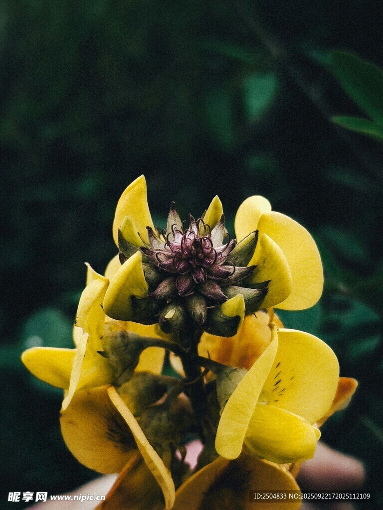黄色花卉特写