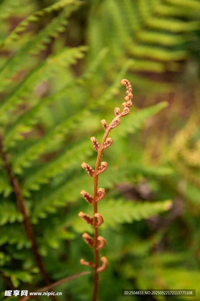 蕨类植物特写