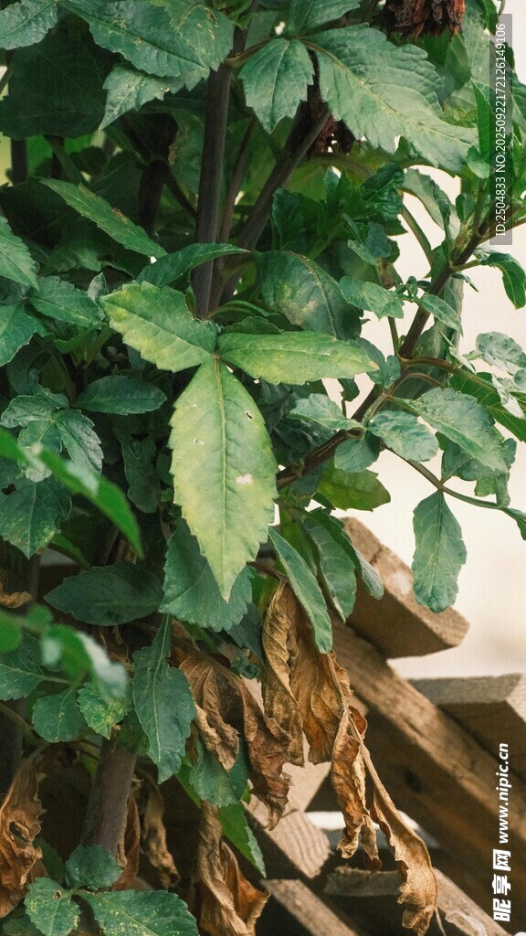 翠绿植物根部特写