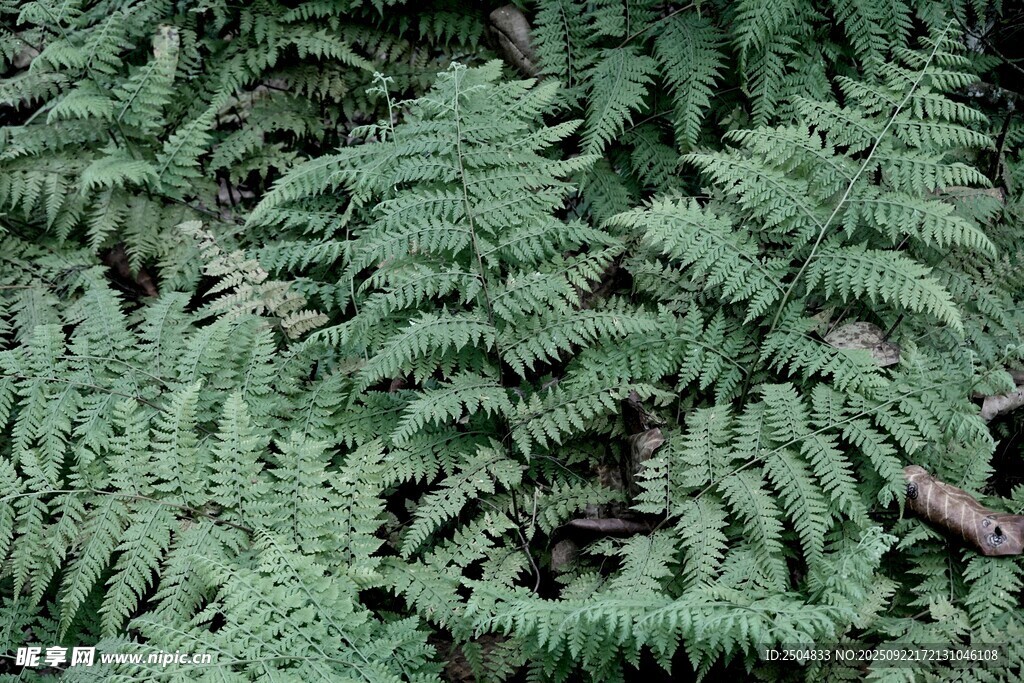 翠绿蕨类植物叶片特写