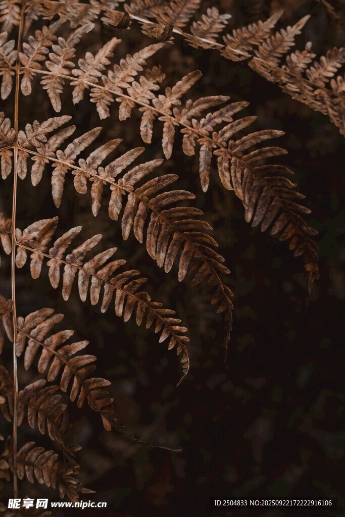 棕色蕨类叶片特写