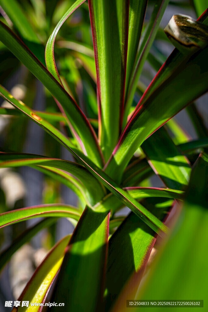 翠绿斑斓的植物叶片