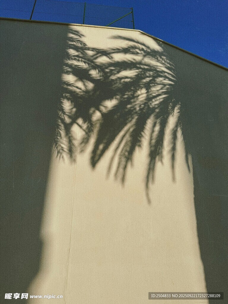 墙上棕榈树影
