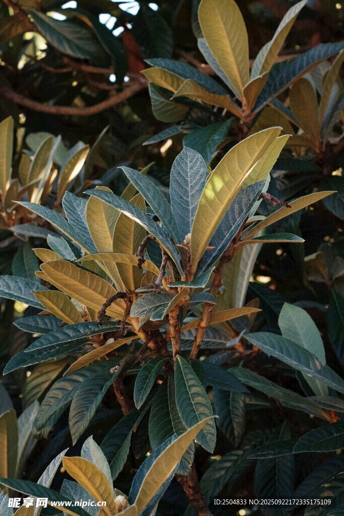 斑斓叶片的植物特写