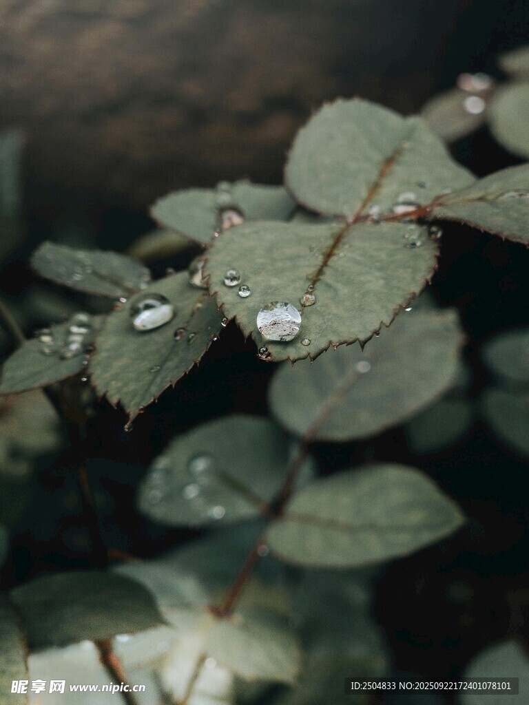带露绿叶 清新自然之景