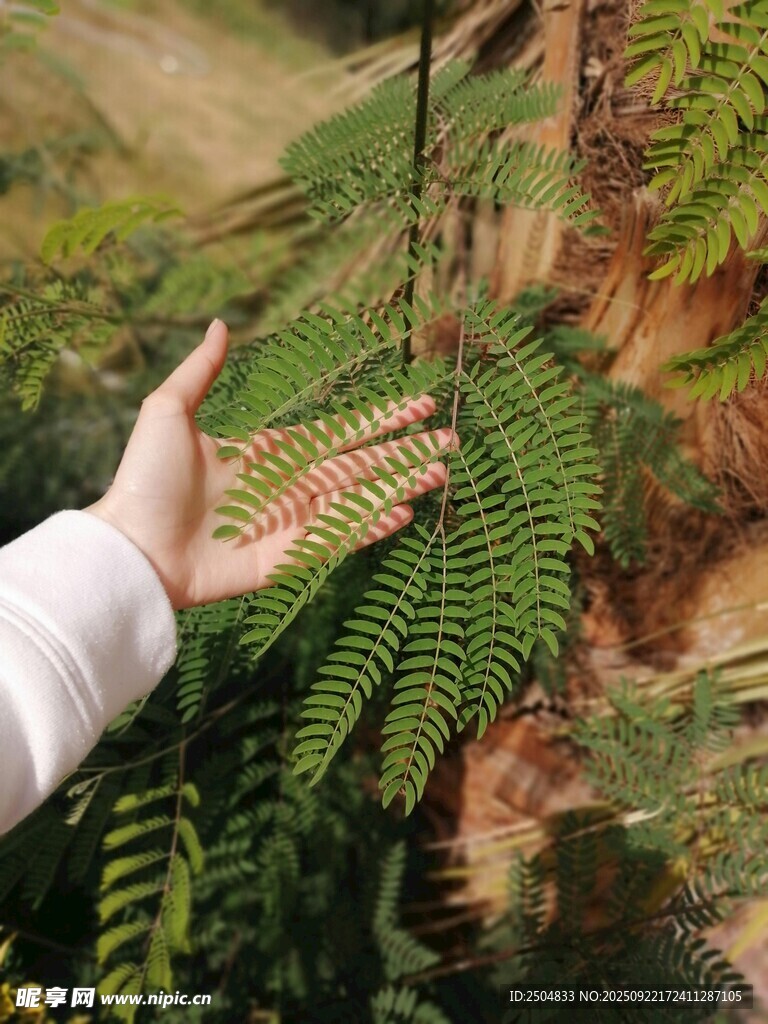 手触翠绿蕨类植物