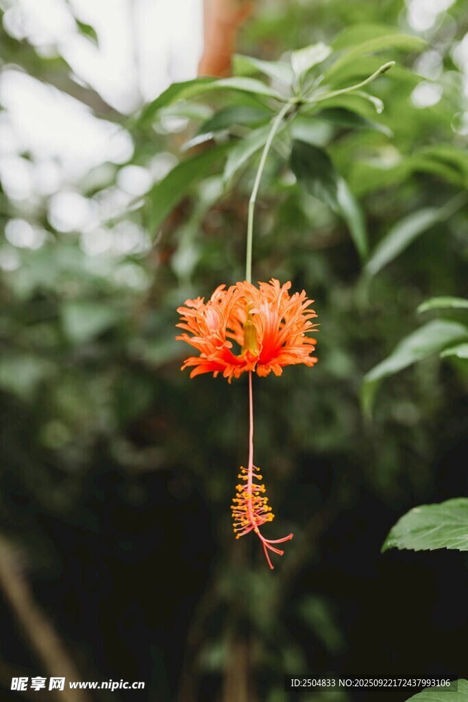 橙红色悬垂花朵特写