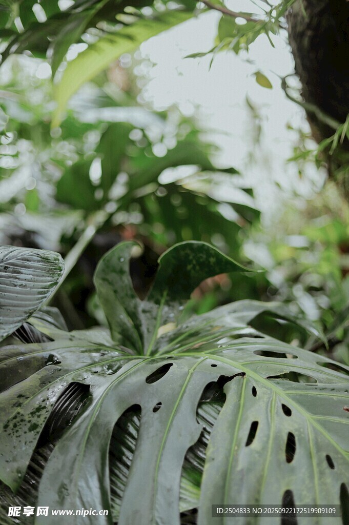 室内绿植龟背竹特写