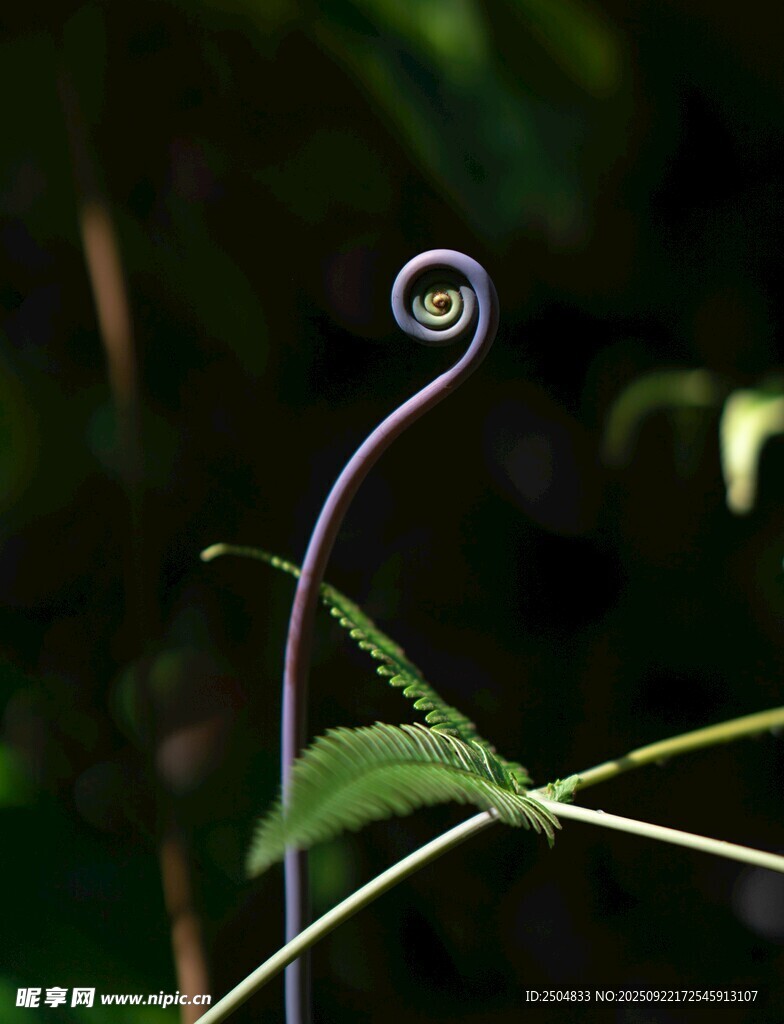 卷曲的植物藤蔓特写