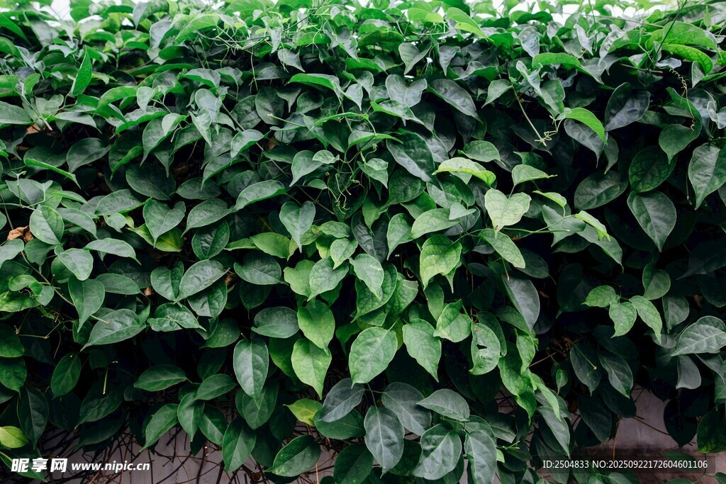 翠绿繁茂的绿植景观
