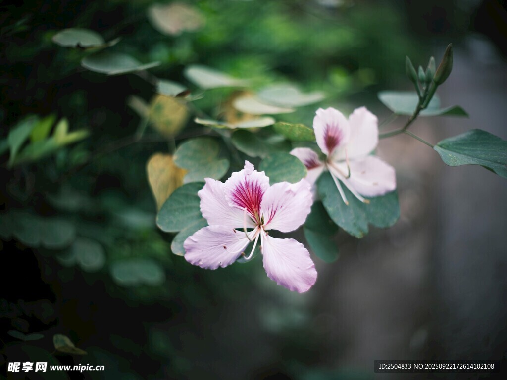 娇艳绽放的两朵粉色花卉