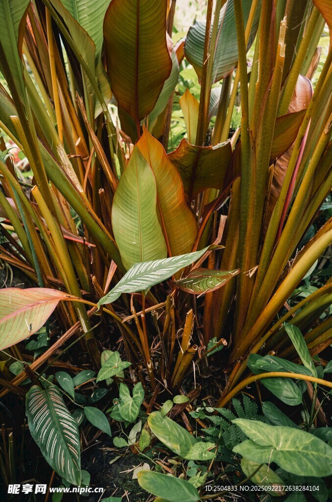 热带植物特写