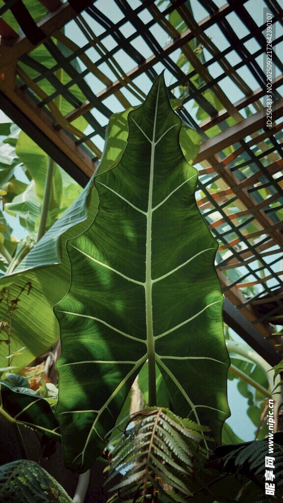 巨大绿叶的独特植物景观