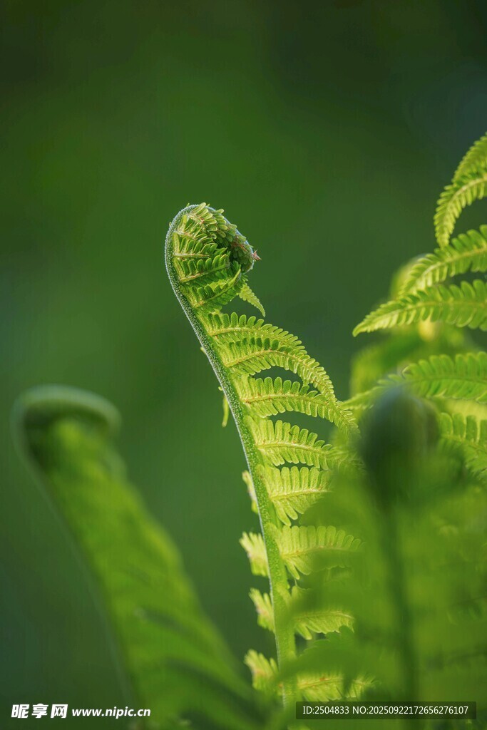 卷曲的嫩绿蕨类植物