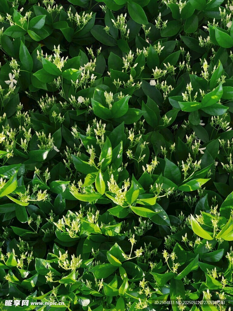 翠绿繁茂的植物叶片景观