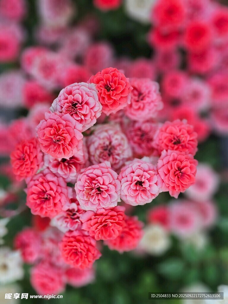 娇艳粉色花朵绽放