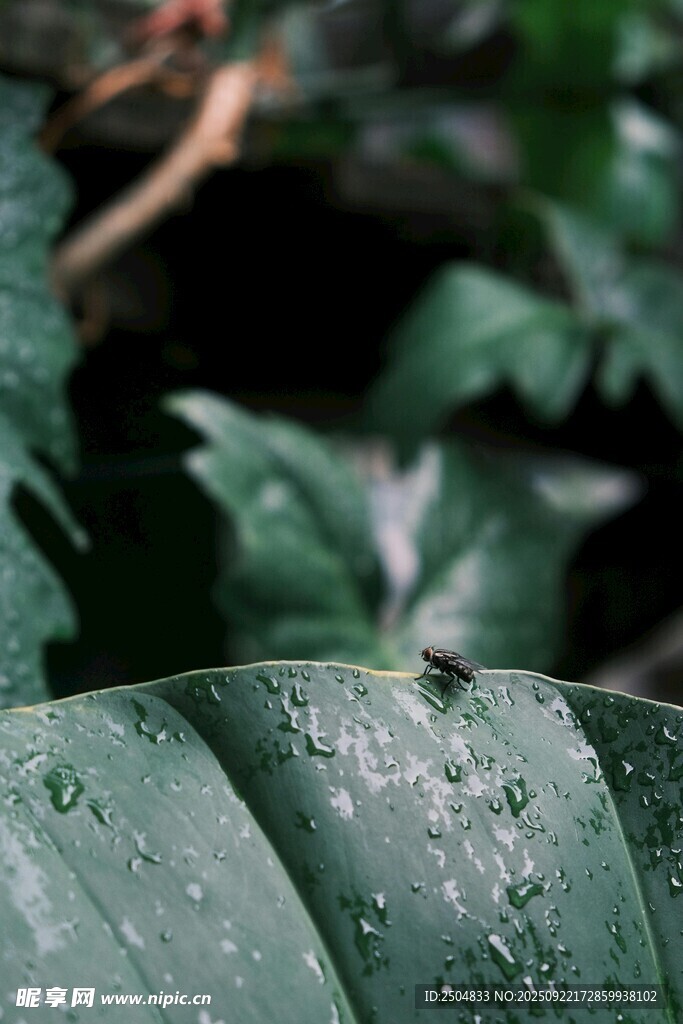 带水珠的翠绿叶片