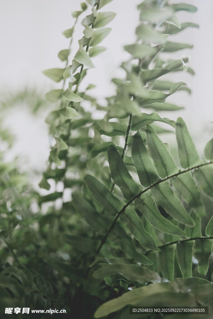 清新蕨类植物特写