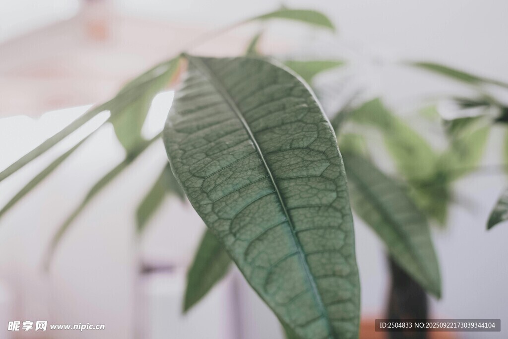 翠绿叶片 清新植物特写