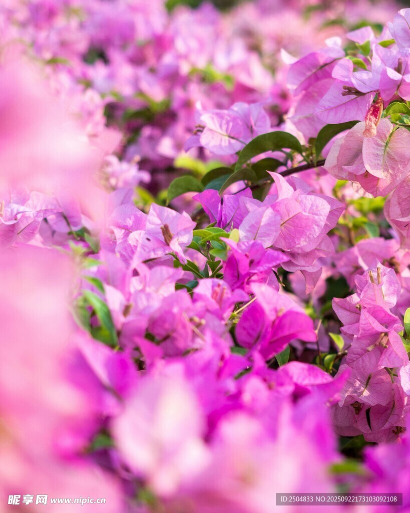 烂漫紫花中鸟儿悠然