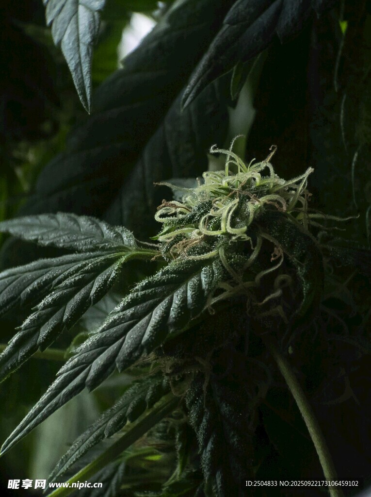大麻植株特写