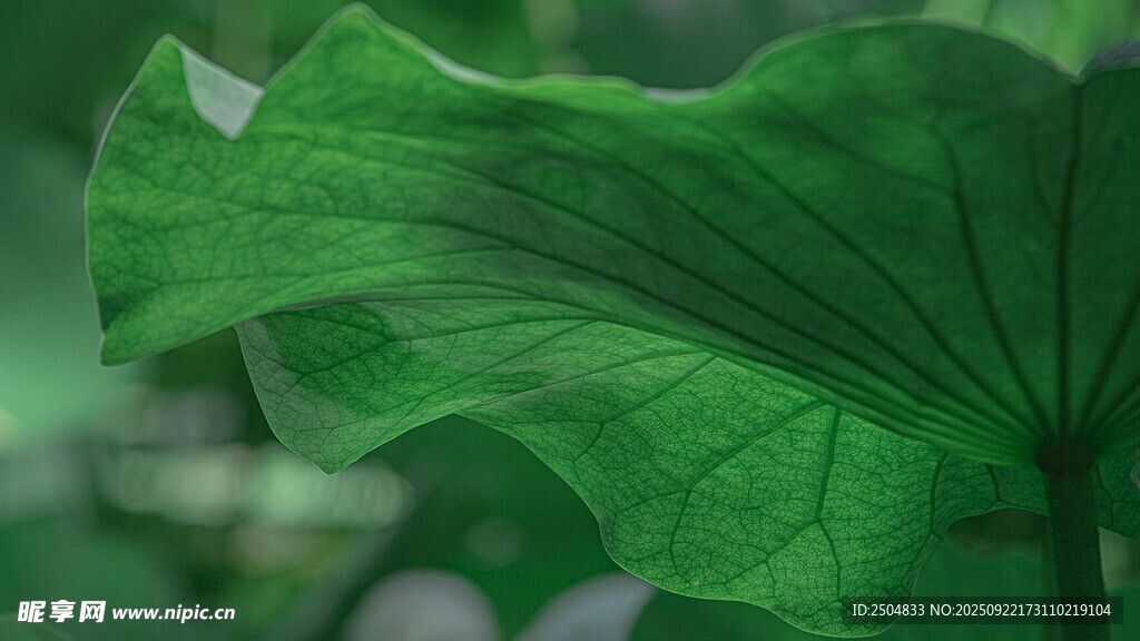 翠绿荷叶特写