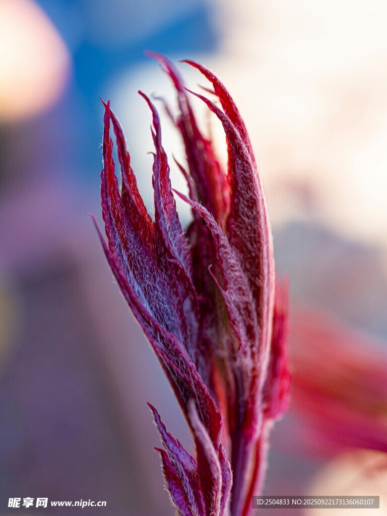 紫红嫩叶特写