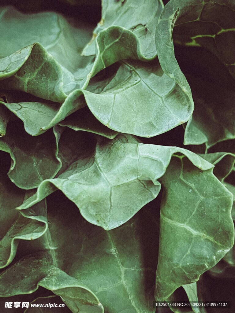 翠绿褶皱叶片特写
