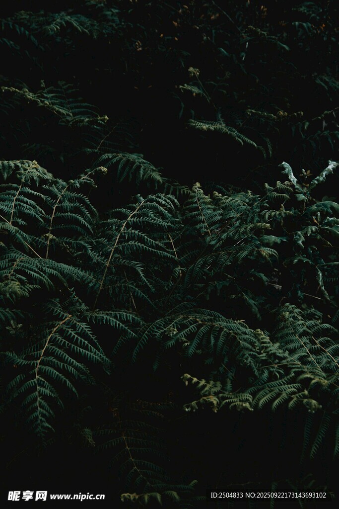 深绿蕨类植物的静谧景象
