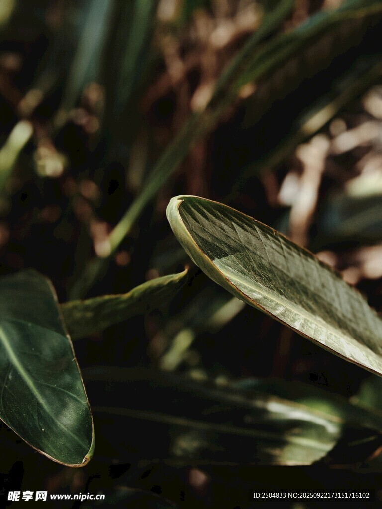 翠绿叶片特写