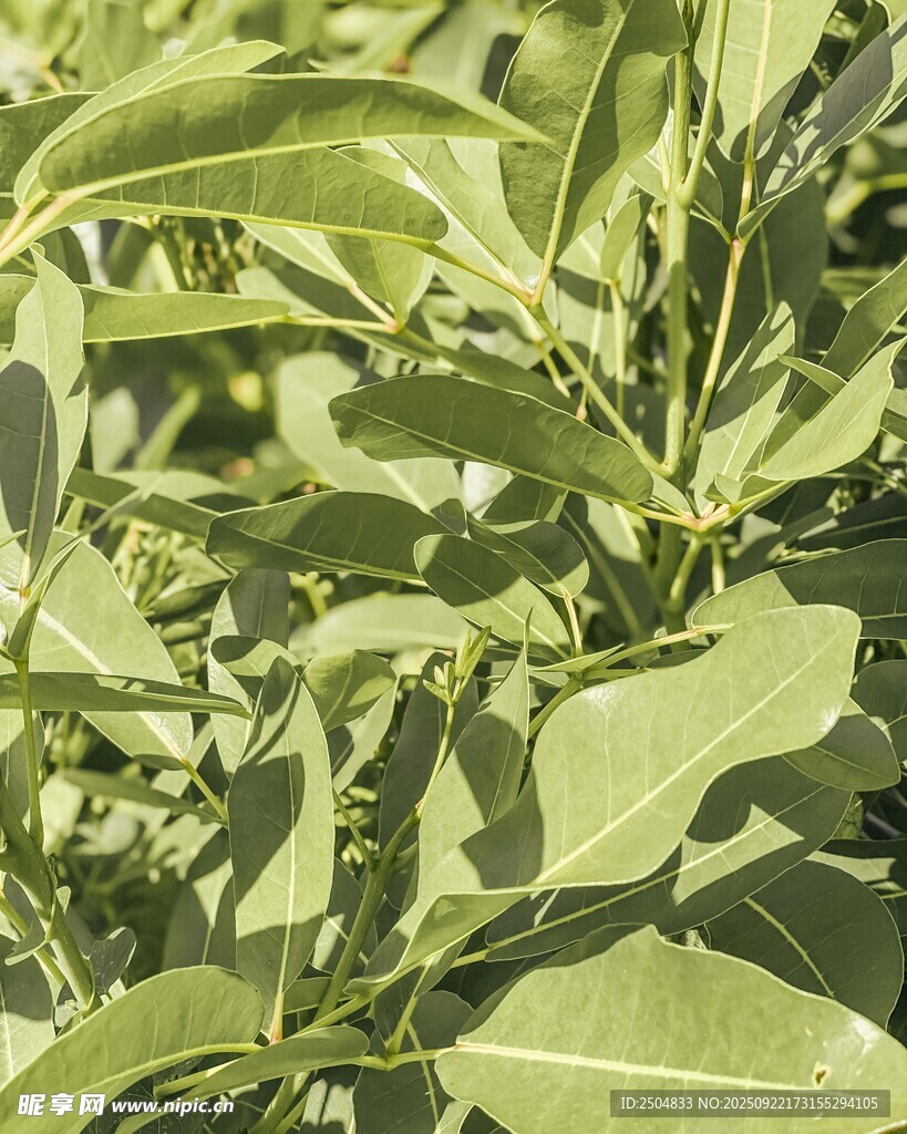 绿叶繁茂的植物景象