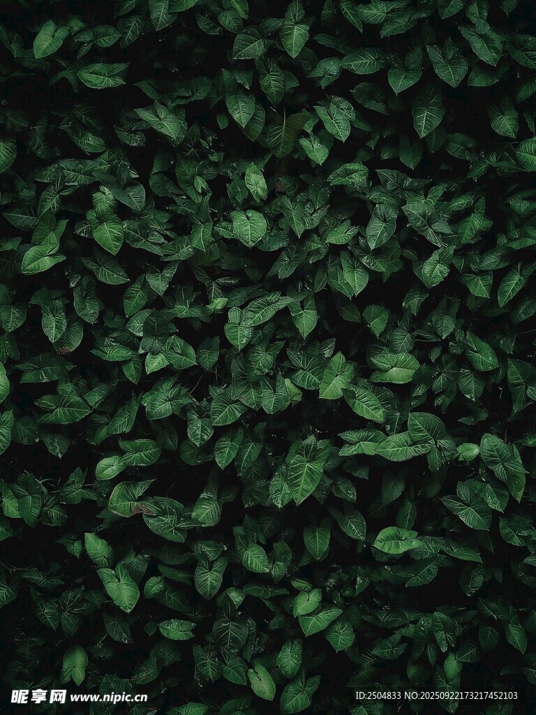 翠绿叶片构成的自然背景