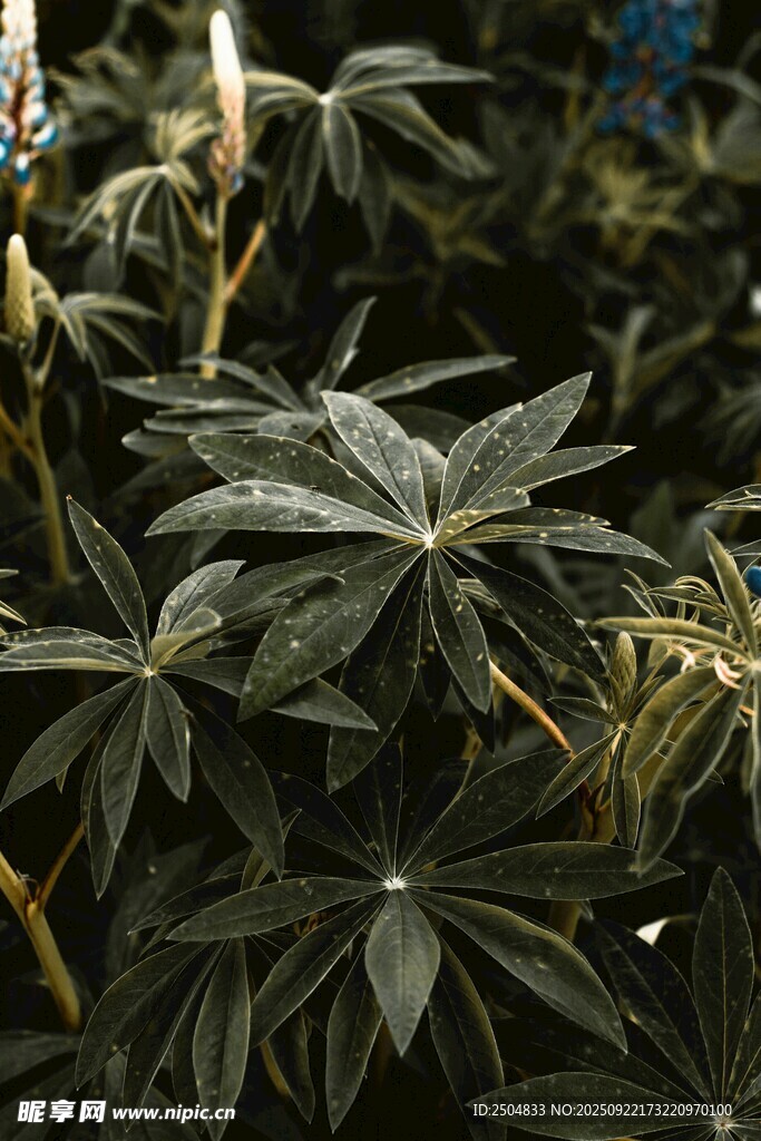 茂盛的掌状叶片植物