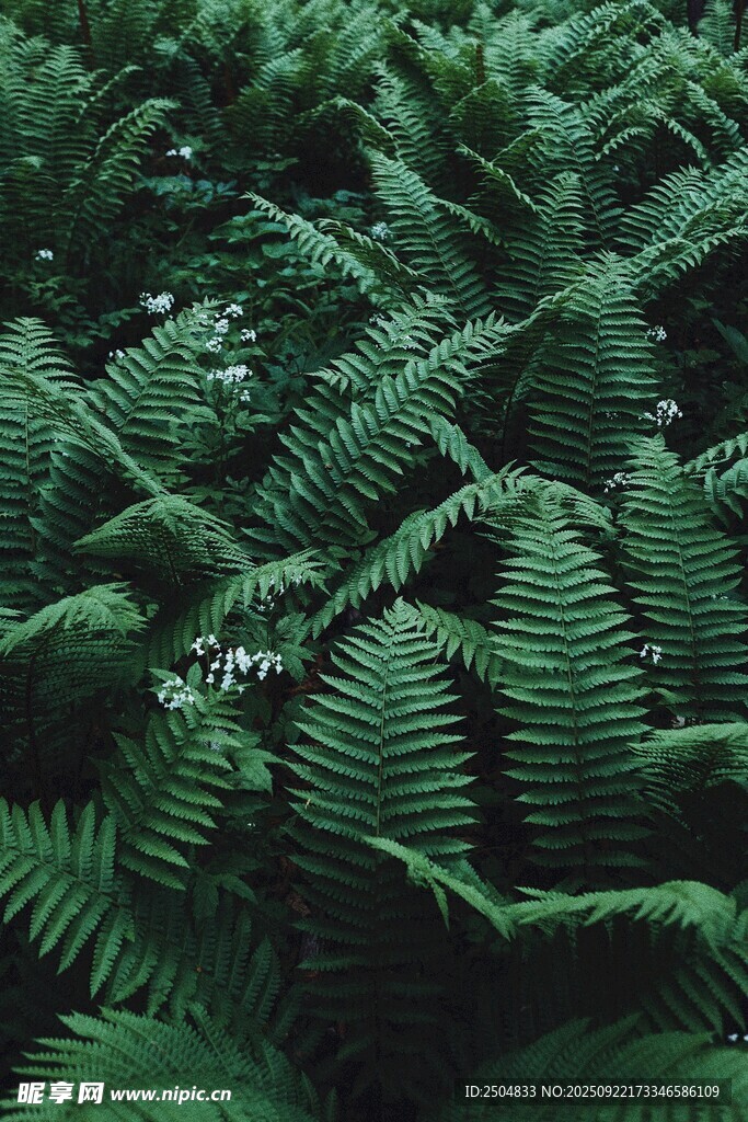 茂密蕨类植物的绿意世界