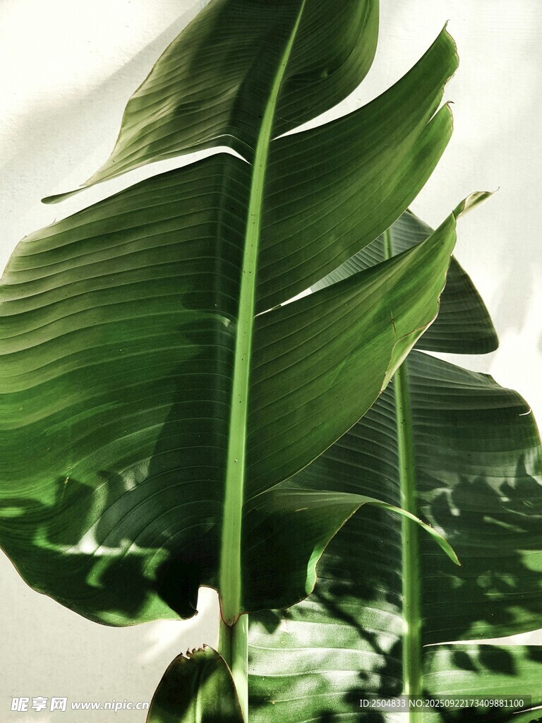 大叶片绿植特写