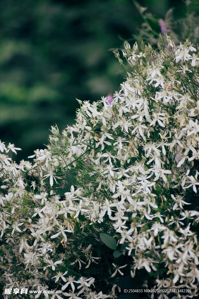 白色繁花绽放枝头