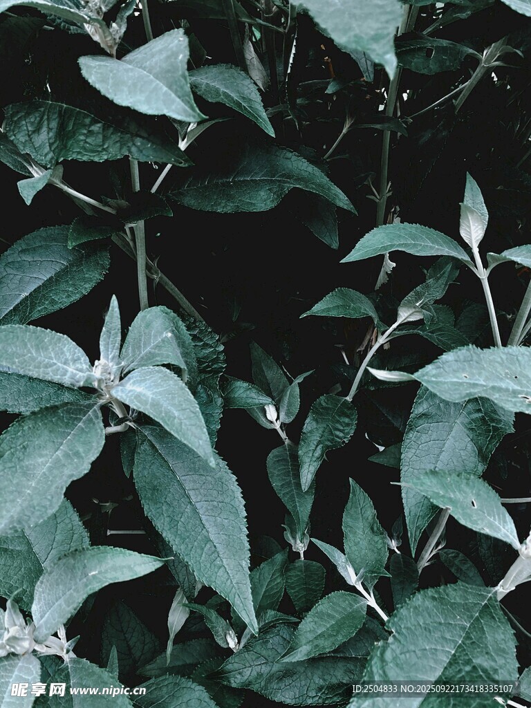 繁茂绿植特写