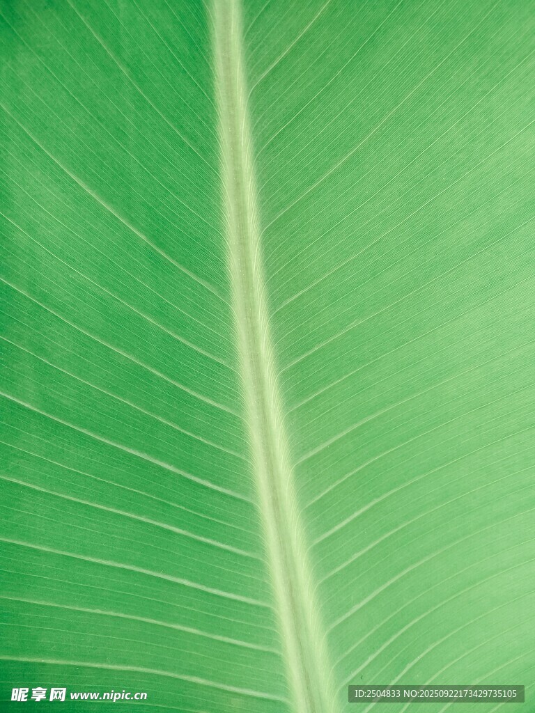 翠绿叶片的清晰脉络