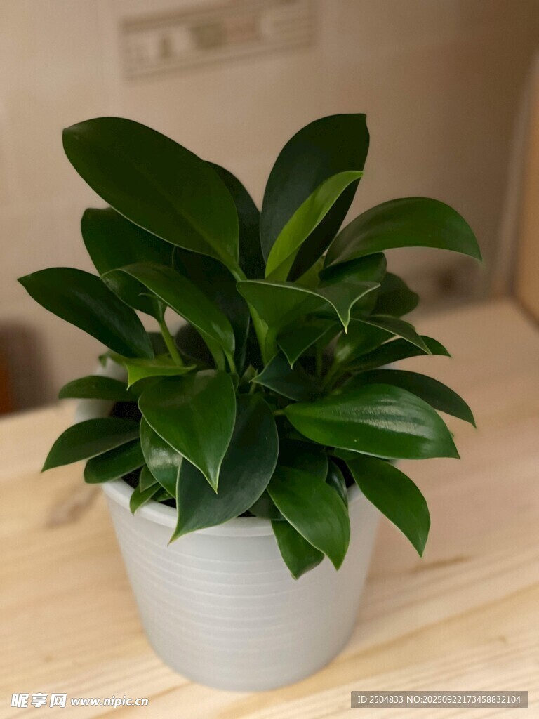 室内绿植盆栽 清新绿意