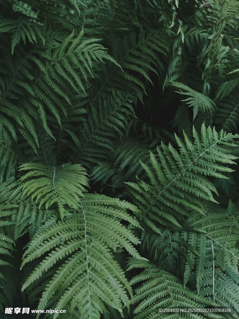 茂密蕨类植物叶片特写