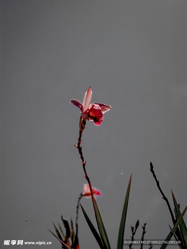 单枝红花绽于灰蒙背景