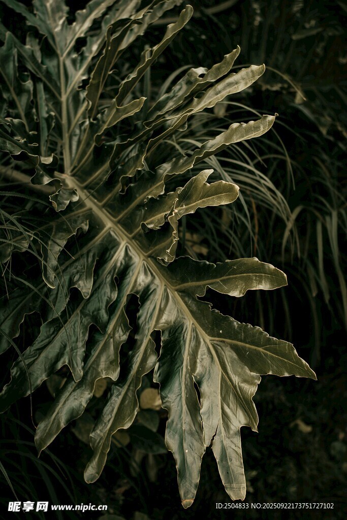 独特形态的羽状叶片植物