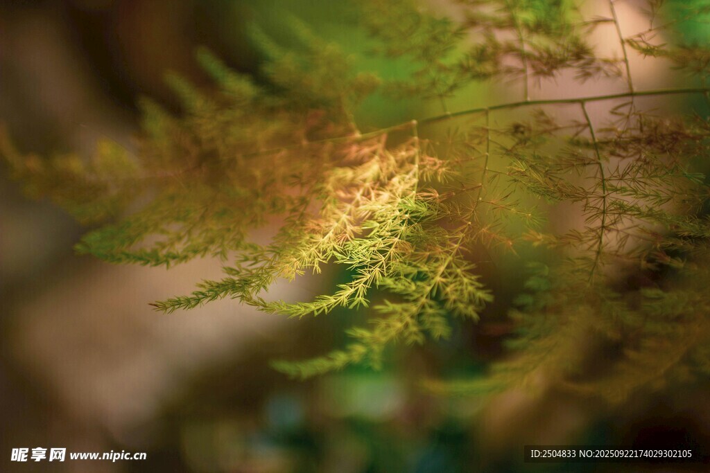 翠绿蕨类植物特写