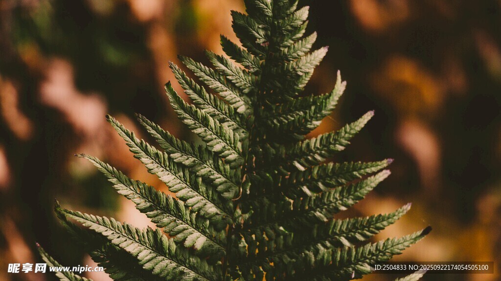 挺拔的绿色针叶植物
