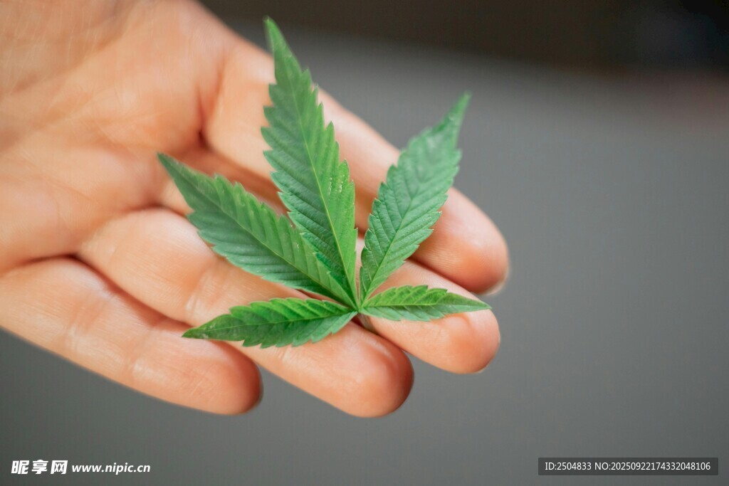 手中的大麻叶
