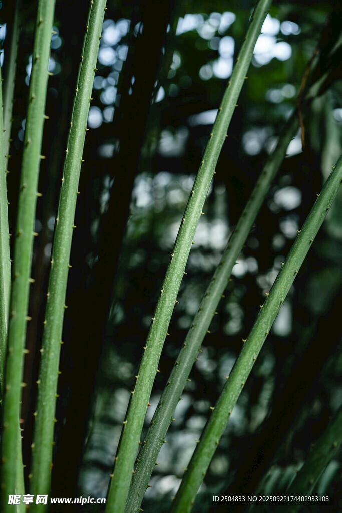 翠绿植物茎干特写