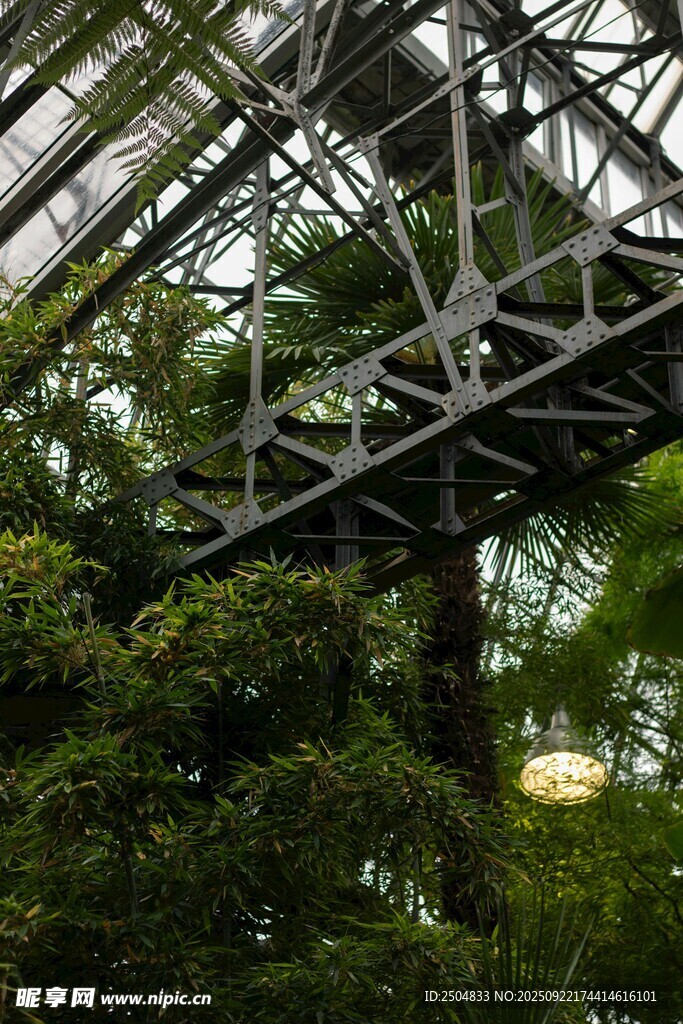 温室中的绿植与金属架构