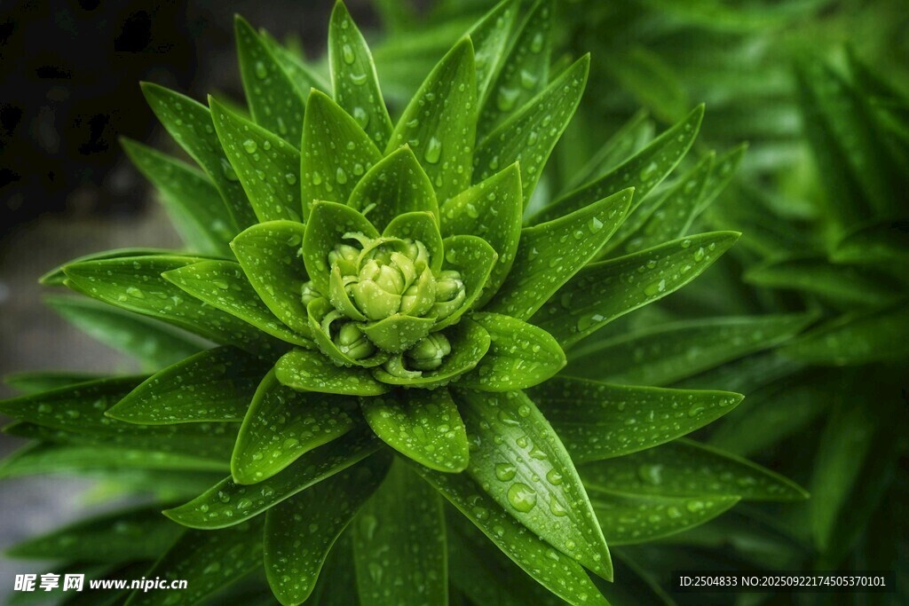 翠绿多肉植物特写