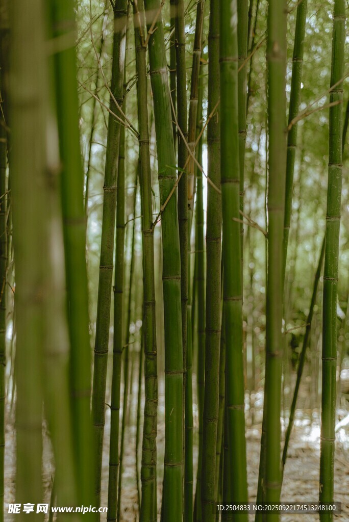 翠绿竹林景致