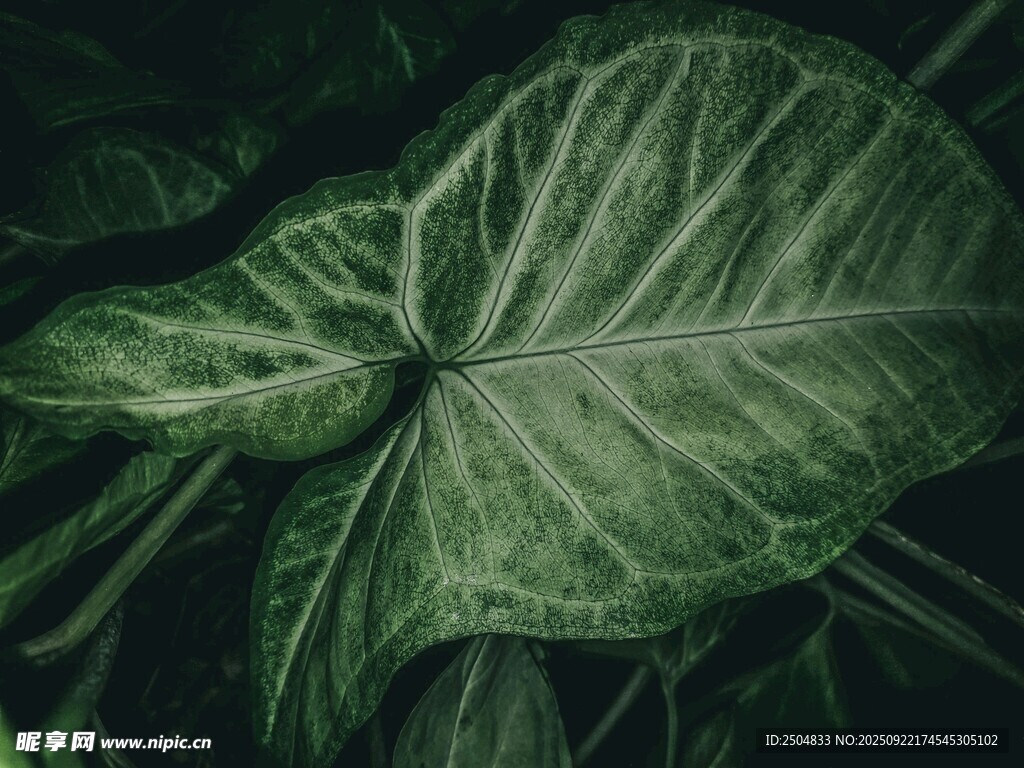 深绿阔叶植物特写